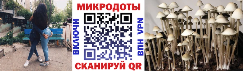 Купить закладки  Рудня  Псилоцибиновые грибы GOLDEN TEACHER 